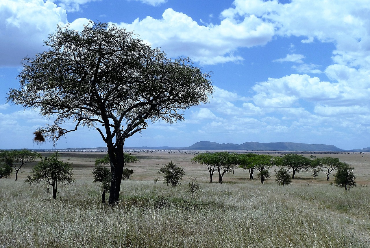 Safari nel Serengeti un viaggio indimenticabile nella Tanzania selvaggia